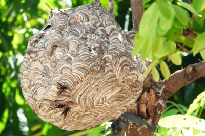 Hornissen Nest