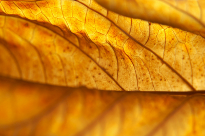 Hydrangea gelbe Blätter