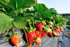 Welche Punkte es vorm Kaufen die Erdbeerpflanzen ostara zu untersuchen gibt!