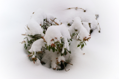 Japanische Lavendelheide im Schnee