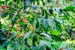 Kaffeepflanze Merkmale