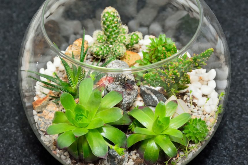 Kakteen im Aquarium » So pflanzen Sie sie in Glas