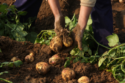 Kartoffeln anbauen