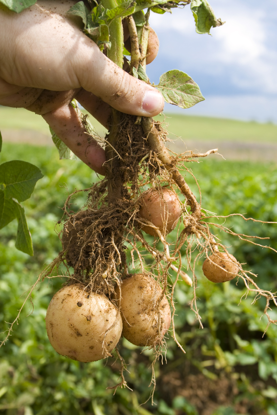 Erntezeit für Kartoffeln » Wann kann man sie ernten?
