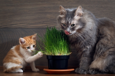 Gras für Katzen