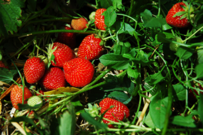 Klettererdbeeren überwintern