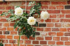 Rosenstützen für strauchrosen - Der absolute Favorit 