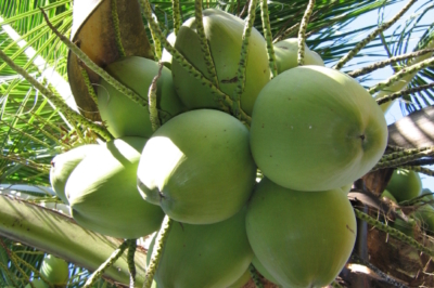 Kokosnuss Saison