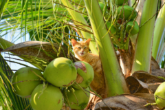 Kokospalme giftig für Katzen