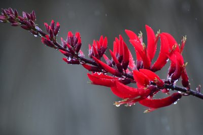 Korallenbaum im Winter