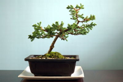 Juniperus horizontalis Bonsai