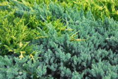 Juniperus horizontalis Pflege