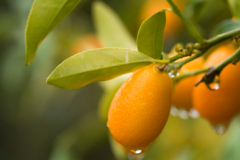 Kumquat Pflege
