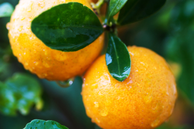 Kumquat pflanzen