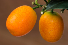 Alle Kumquats pflanze im Blick