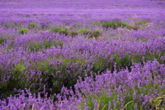 Lavendel Deutschland