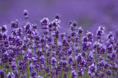 Lavendel Steckbrief