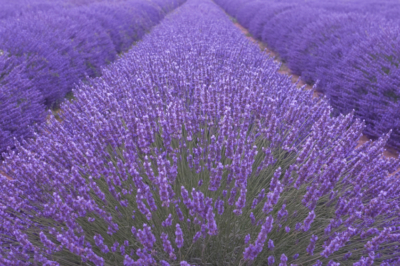 Lavendel teilen