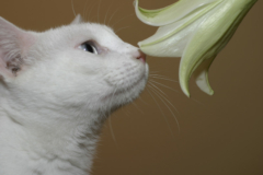 Lilien Gefahr für Katzen