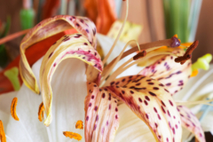 Lilie pflanze - Die qualitativsten Lilie pflanze ausführlich analysiert!