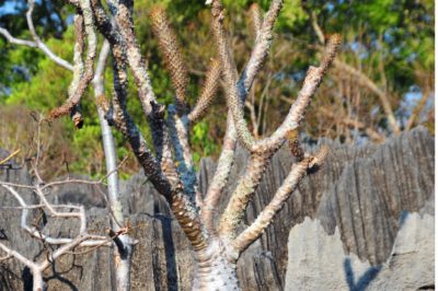 Madagaskarpalme wirft Blätter ab