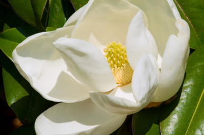 Magnolia grandiflora Sorten