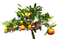 Mandarinenbaum Pflege