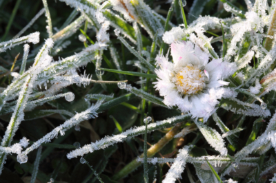 Margerite Frost