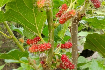 Maulbeerbaum pflanzen