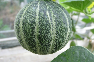 Melone Obst oder Gemüse
