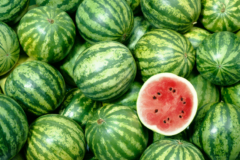 Melone Saison