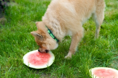 Melone für Hunde