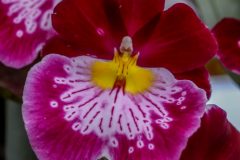 Stiefmütterchen Orchidee Pflege