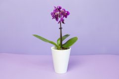 Mini Orchidee gießen