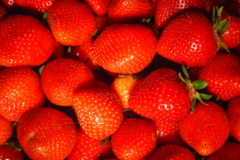 Monatserdbeeren Sorten