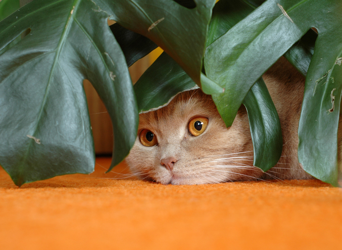 Mandarinenpflanze Giftig Für Katzen