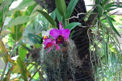 Orchideen Moos