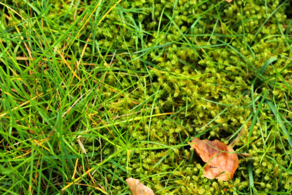 Moos im Rasen entfernen » Die besten Tipps für einen Traumrasen