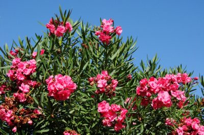 Oleander Verblühtes schneiden