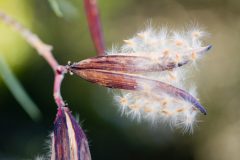 Oleander samen - Der absolute Favorit unserer Tester