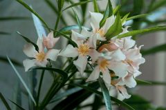Die Top Favoriten - Wählen Sie die Oleanderbaum entsprechend Ihrer Wünsche