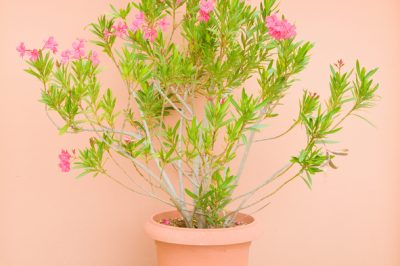 Oleander Topfpflanze
