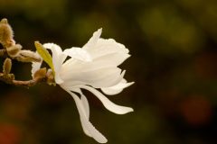 Oleander wässern