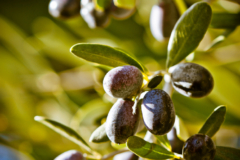 Die Reihenfolge der favoritisierten Olivenbaum schutzhülle