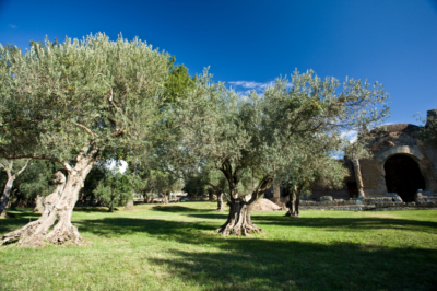 Olivenanbau
