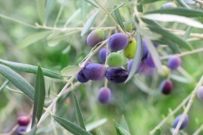 Olivenbaum Früchte