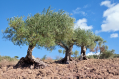 Unsere Top Testsieger - Suchen Sie auf dieser Seite die Topf für olivenbaum Ihrer Träume