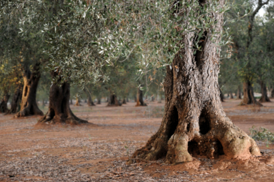 Olivenbaum Stamm