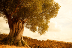 Olivenbaum Wachstum
