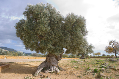 Olivenbaum Wurzeln